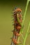 Closeup of a Common Buckeye butterfly caterpillar eating