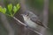 Closeup of a common chiffchaff, Phylloscopus collybita.