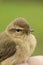 Closeup on a Common chiffchaff, Phylloscopus collybita