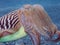 Closeup of a common cuttlefish underwater in El Hierro Canary islands