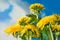 Closeup of common dandelion blooms on blue sky background. Taraxacum officinale