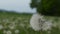 Closeup of common dandelions Taraxacum officinale on meadow. Detail view of dandelion flower in the field, wind blowing