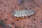 Closeup on the Common European shiny woudlouse,  Oniscus asellus