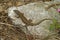 Closeup on a Common European wall lizard, Podarcis muralis sitting on a stone