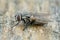 Closeup of a common face fly or autumn housefly, Musca autumnalis, on piece of wood