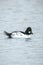 Closeup of a common goldeneye male Bucephala clangula waterfowl