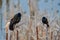 Closeup of common grackles (Quiscalus quiscula) on branches in marsh against blurred background