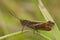 Closeup of the common grasshopper , Chorthippus brunneus
