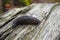 Closeup on the common great grey slug, Limax maximus sitting on wood