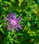 Closeup of a Common Ironweed, Vernonia faciculata