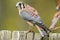 Closeup of a Common kestrel standing on wood under the sunlight with a blurry background