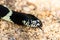 Closeup of Common King Snake`s Head on desert gravel. Tongue extending.