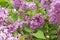 Closeup of common lilac flower bunches on brances