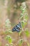 Closeup of common lime butterfly