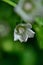 Closeup common mallow malvia neglecta flower