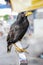 Closeup Common Myna