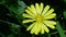 Closeup of a common nipplewort flower on the foliage background