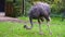 Closeup of a common ostrich eating grass, flightless bird specie from Africa