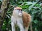 Closeup of the common patas monkey, Erythrocebus patas.