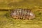 Closeup on the Common pill-bug, Armadillidium vulgare