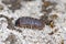 Closeup of a common pill-bug, roly-poly or carpenter,  Armadillidium vulgare