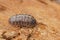 Closeup on common pill-bug woodlice, common pill-bug, Armadillidium vulgare, sitting on a piece of wood