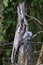 Closeup of a Common Potoo Nyctibius griseus