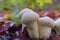 Closeup of common puffballs growing in a forest covered in dried leaves in autumn