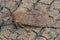 Closeup on the Common Quaker moth, Orthosia cerasi sitting on a piece of wood