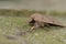 Closeup on the Common Quaker owlet moth, Orthosia cerasi sitting on wood