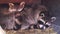 Closeup of a common raccoon couple laying close together. Tropical animal specie from America