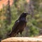 Closeup of Common Raven, Corvux Corax