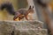 Closeup of a common Red squirrel approaching a hazelnut