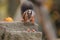 Closeup of a common Red squirrel approaching hazelnuts