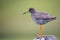 Closeup of a common redshank bird standing on a wooden post on a blurred green background in Iceland
