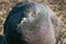 Closeup of a common rock pidgeon`s eye