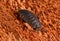 Closeup of a Common rough woodlouse isolated on a red background