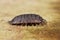 Closeup on the Common rough woodlouse, Porcellio scaber sitting on cardboard