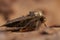Closeup on the Common rustic moth, Mesapamea secalis, sitting