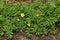 Closeup on common silverweed , Potentilla anserina growing on the roadside