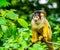Closeup of a common squirrel monkey with a infant on its back, small primate specie from the amazon basin of america