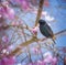 Closeup of a common starling on a flowering cherry tree