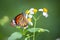 Closeup of the Common Tiger butterfly (Danaus genutia) feeding on a garden flower