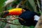 Closeup of a common toucan (Ramphastos toco)