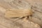 Closeup on a Common Wainscot owlet moth, Mythimna pallens sitting on wood