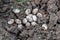 Closeup of Common Watersnake Eggs in the garden soil
