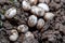 Closeup of Common Watersnake Eggs in the garden soil