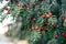 Closeup of common yew (Taxus baccata) fruits on a tree