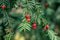 Closeup of common yew (Taxus faccata) fruits on a tree