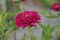 Closeup of a common zinnia (Zinnia elegan) against blurred background